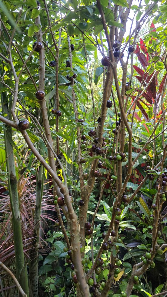 Pé de jabuticaba