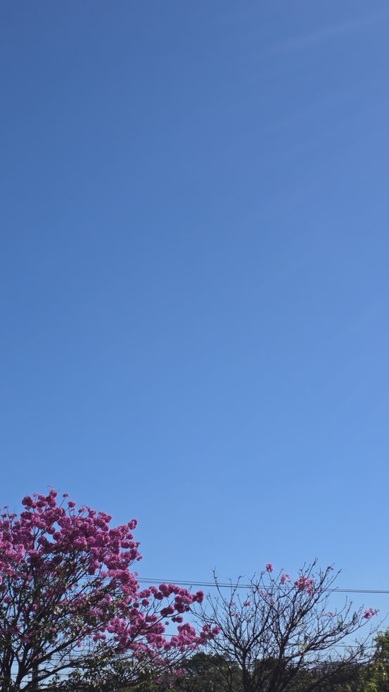 Ipês Roxos céu azul