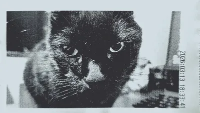 Buda - O gato preto mais pistola